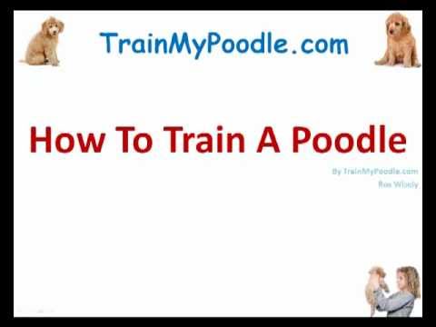 poodle