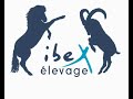 Elevage Ibex printemps 2008