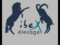 Elevage Ibex printemps 2008