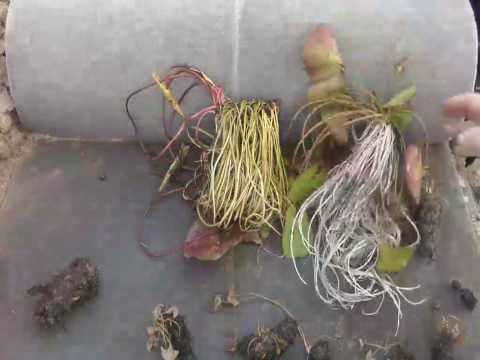 how to replant water lily