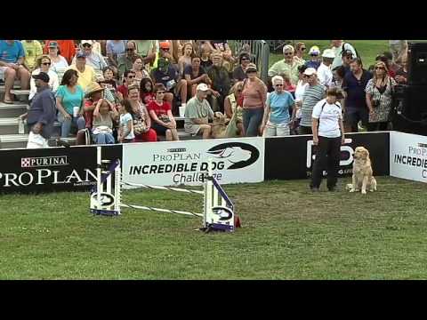 agility - Border Collies, Golden Retrievers, and more race through the agility course at the 2013 Purina Incredible Dog Challenge Eastern Regionals in St. Petersburg, ...
