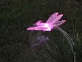 SprinkLites(TM) Dragonfly Color Changing Sprinkler System SprinkLites(TM) Dragonfly Color Changing Sprinkler System