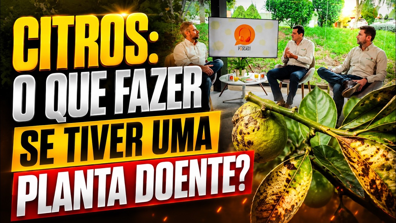 Citros: o que fazer se tiver uma planta doente no pomar?