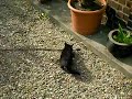 Un chat chien