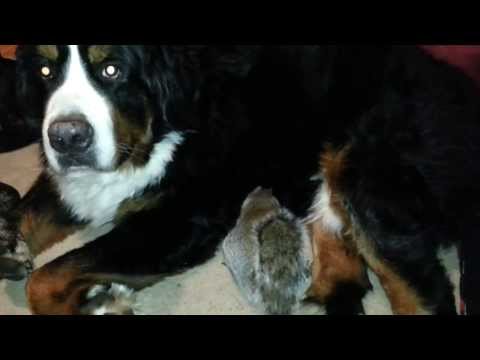 Pet Squirrel Hides Nut In Fur Of Bernese Mountain Dog
