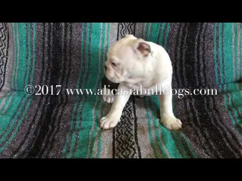 Cosmo - Red Brindle and White male