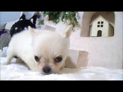 YouTube Preview Image