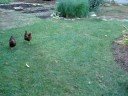 Letting the chickens out