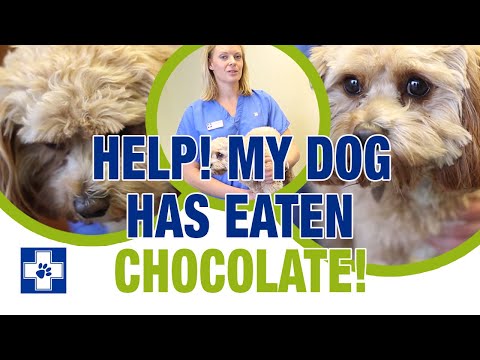 Curated visual reference: Fresh Look at What To Do If Your Dog Ate Chocolate Cake
