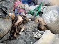 Puppy rescue at the garbage dump (Turkey)