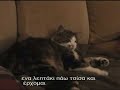 Dog & Cat Love