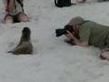 baby-sea-lion-attack