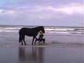 Clicker Training at the Beach