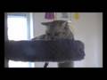 videos de Cattery