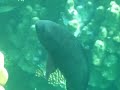Baia di Abu Dabbab - Pesci sulla barriera corallina