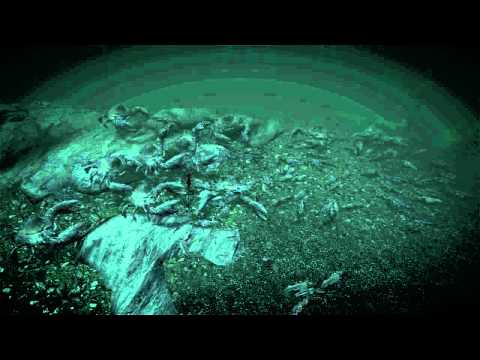 XtremeScope - Here we have an Epic underwater battle where 100 slaughter fish go up against 10 mud crabs. It was a close battle. Feel free to leave your battle suggestions...