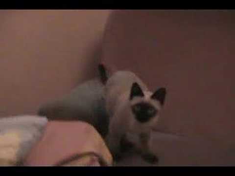 Carl Friedrich Gauss RIP
