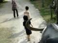 kids pulling water buffalo at park kids pulling water buffalo at park