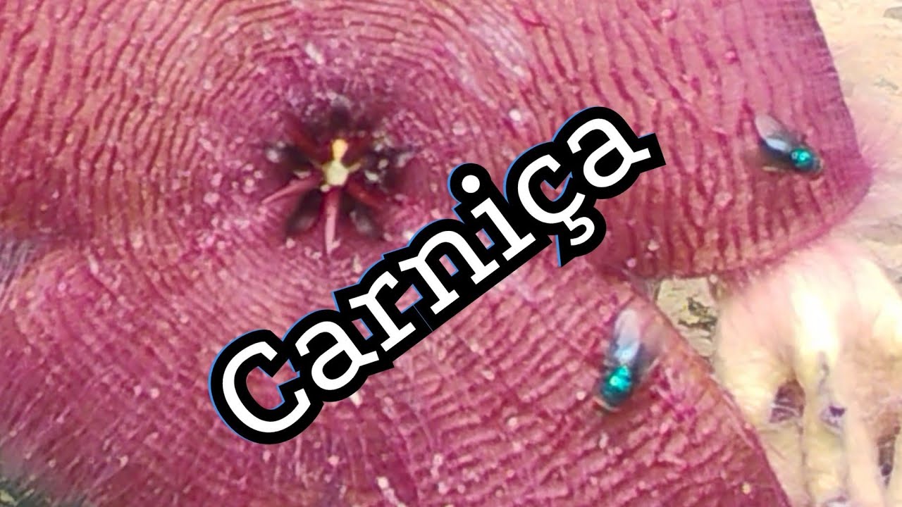 Moscas na Flor do Cacto Carniça