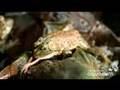 Bullfrog Ballet
