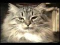 Cute cat compilation