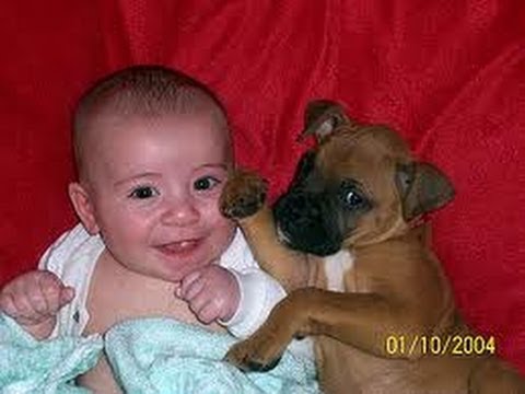 Babies - Funny Baby video Funny Boxer video Funny Dog video Funny German Shepherd video.
