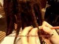Rastas @ Dreads!! aguja para Rastas