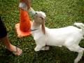 videos de baby goats getting bottle fed