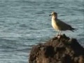 Faial surf -azores