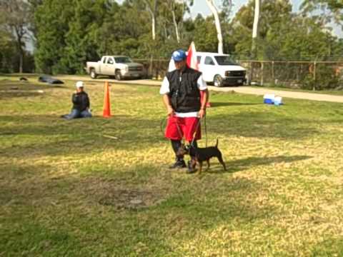 jagd terrier