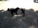 Sophie and Bear #1