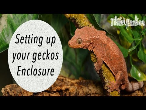YouTube reptile video