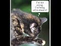 The Randall M. Rueff Comic Strip # 6,453