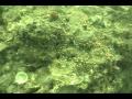 Lindquist 10-23-09 Radio Is Jetty - boring sponge in jetty marl.wmv