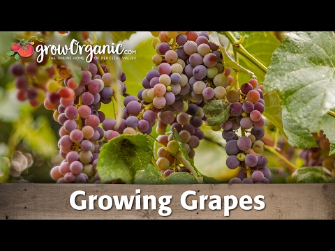 how to grow grapes in ct