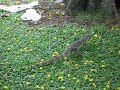 Waran in Lumpini Park Bangkok Thailand