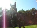 Kathy  Aladdin her thoroughbred horse