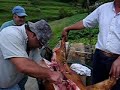 Pós-Matança do Porco V