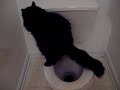 Toilet Cat Too