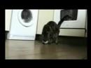 Funny Cats 2