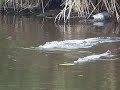 Gators swimming