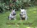 Ronja playing with her mother
