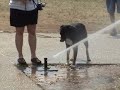 Doggie Drinking Fountain