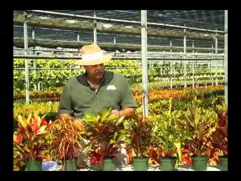 how to replant croton
