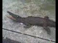 animali imbalsamati per chieri