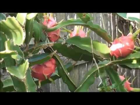 how to harvest dragon fruit seeds