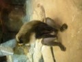 monkey masterbation.html