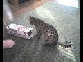 Disco Likes to Dive Right In Disco Likes to Dive Right In