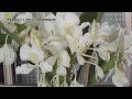 F200HD 180°超廣角鏡-野薑花