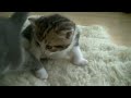 Озорные котята учатся ходить